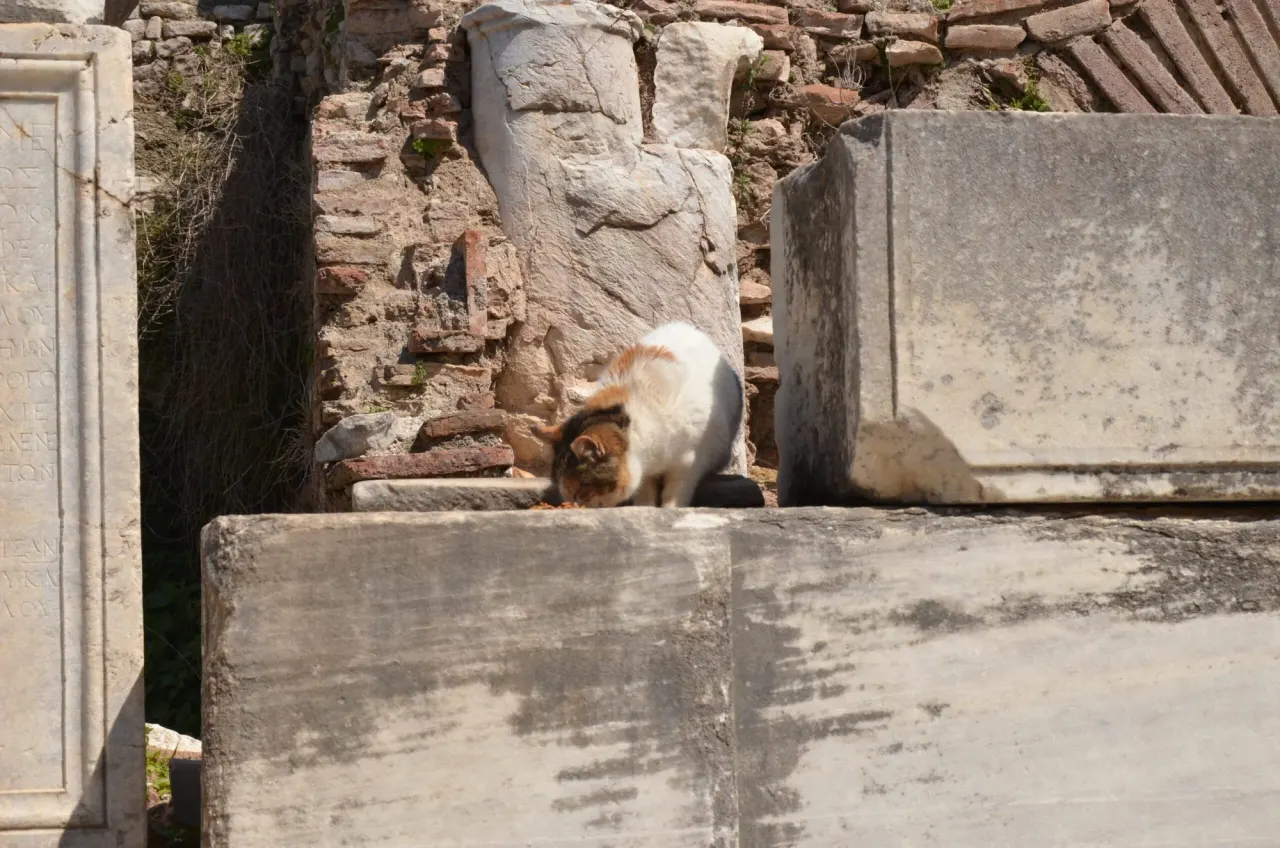 Ephesus Tour from Izmir Cruise Port